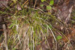 Emmons' sedge